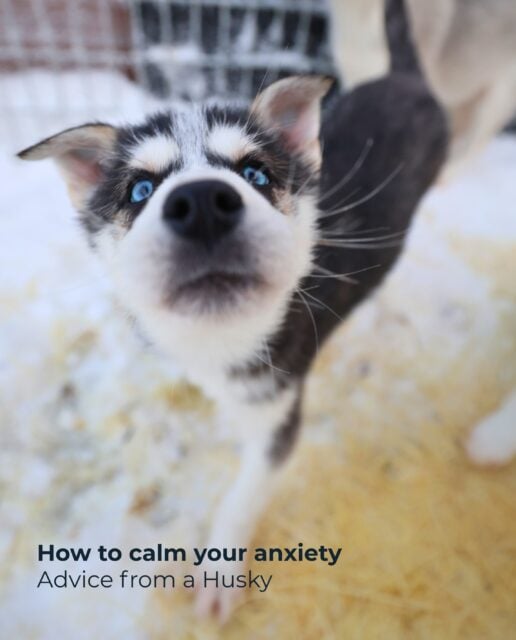 I asked a husky how to survive life... and turns out huskies aren’t just experts at pulling sled, they’re surprisingly good at pulling us out of our own heads too. 🐺❄️ So here’s some fluffy wisdom for anyone who needs a reminder to slow down, breathe, and stop letting overthinking steal today’s peace. ❤️

#rovaniemi #visitrovaniemi #lapland #visitlapland #husky