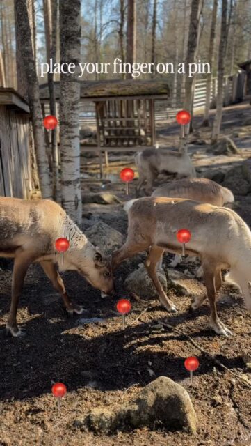 Which activity should you book for your next Lapland trip? ✈️❄️

1. Husky Experience 🐾
2. Ice Fishing by Snowmobile 🐟
3. Trip to Riisitunturi ❄️
4. Visit to Santa Claus Village 🎅🏻
5. Reindeer Sledding 🦌
6. Northern Lights Hunting 💚
7. Arctic Wilderness Ride 🛷
8. Arctic Dip & Sauna Experience 🧊

Book your next adventure now and save 20% with the code EB26 💫

Which adventure is at the top of your list? Let us know in the comments! 👇🏼
