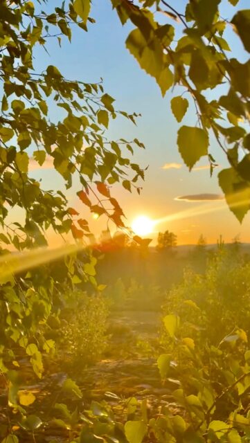 Midnight sun in Rovaniemi at 12 AM 🌞✨
Can you believe the sun is still shining at midnight? An unreal sight I never get tired of. 

Would you want to witness this in person?

#lapland #rovaniemi #visitrovaniemi #visitlapland #midnightsun