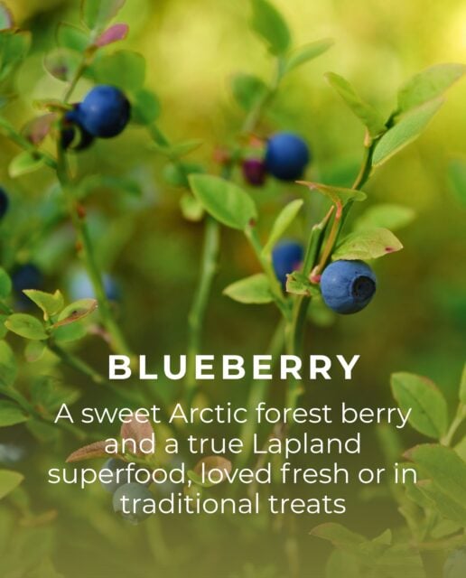 🫐❤️🧡 Have you tasted the flavours of Lapland?
From sweet blueberries to golden cloudberries, our Arctic forests are full of unique treasures waiting to be discovered.
Which one would you try first? 🌿
#lapland #rovaniemi #visitrovaniemi #visitlapland #berry