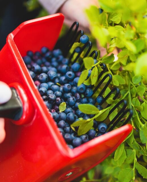A little taste of Lapland’s sweetest traditions 🫐
Step into the peaceful Arctic forest with us and discover the magic of wild blueberries, Finnish nature, and simple moments around the campfire.
During our guided blueberry picking experience, you’ll collect fresh Lapland blueberries and learn how these little treasures from the forest become a delicious homemade blueberry honey jam in a traditional Finnish laavu.
Surrounded by fresh air, forest sounds, and stories of local traditions, this is more than just a tour — it’s a chance to slow down, connect with nature, and create a sweet memory to take home 🌲
#LaplandExperience #FinnishNature #BlueberryPicking #ArcticAdventure #VisitLapland