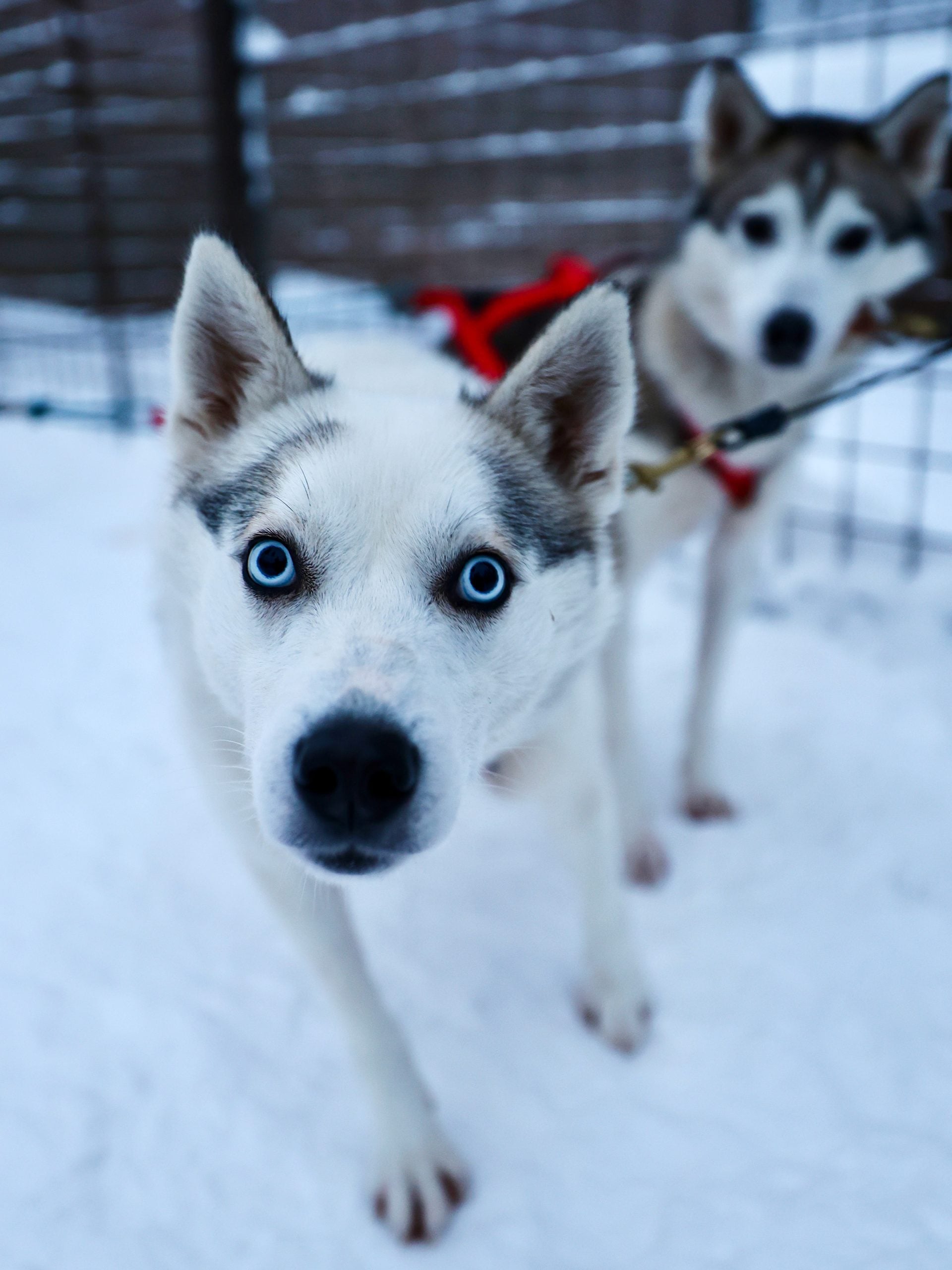 Husky rides and farm visits offered in Rovaniemi