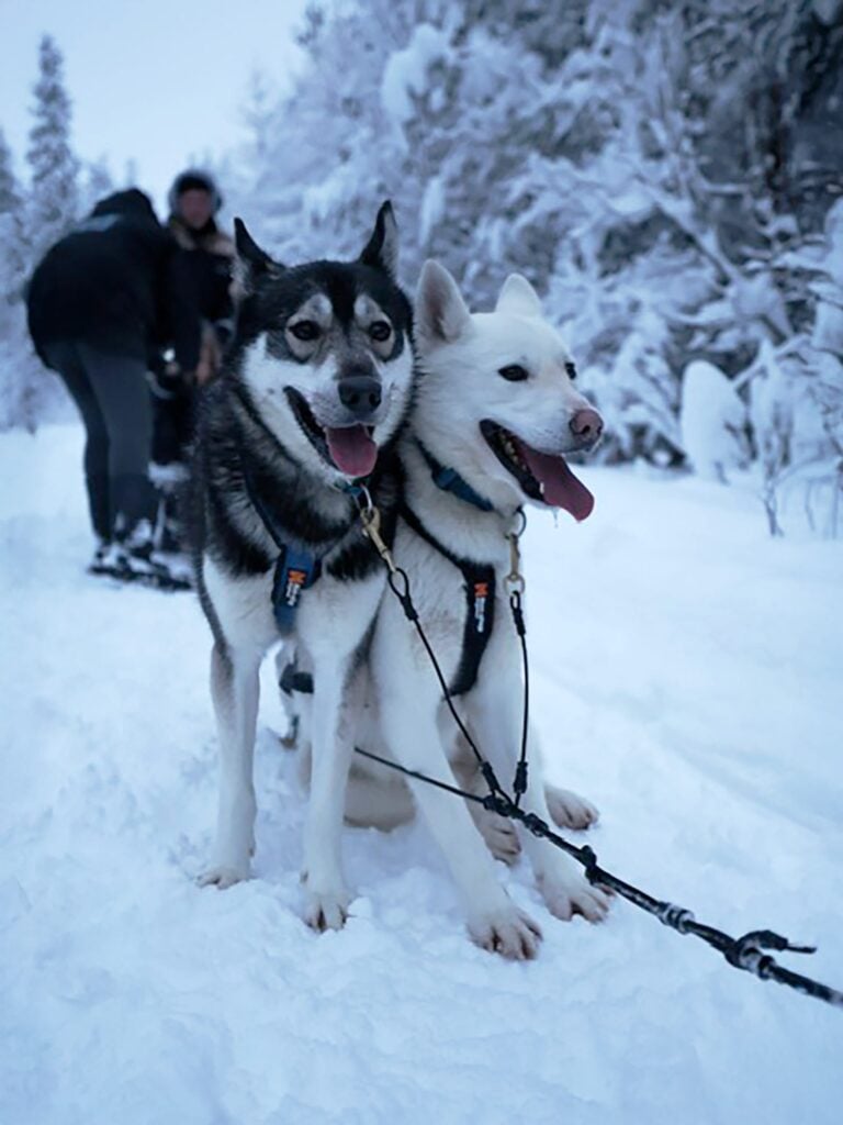 Husky rides and farm visits offered in Rovaniemi