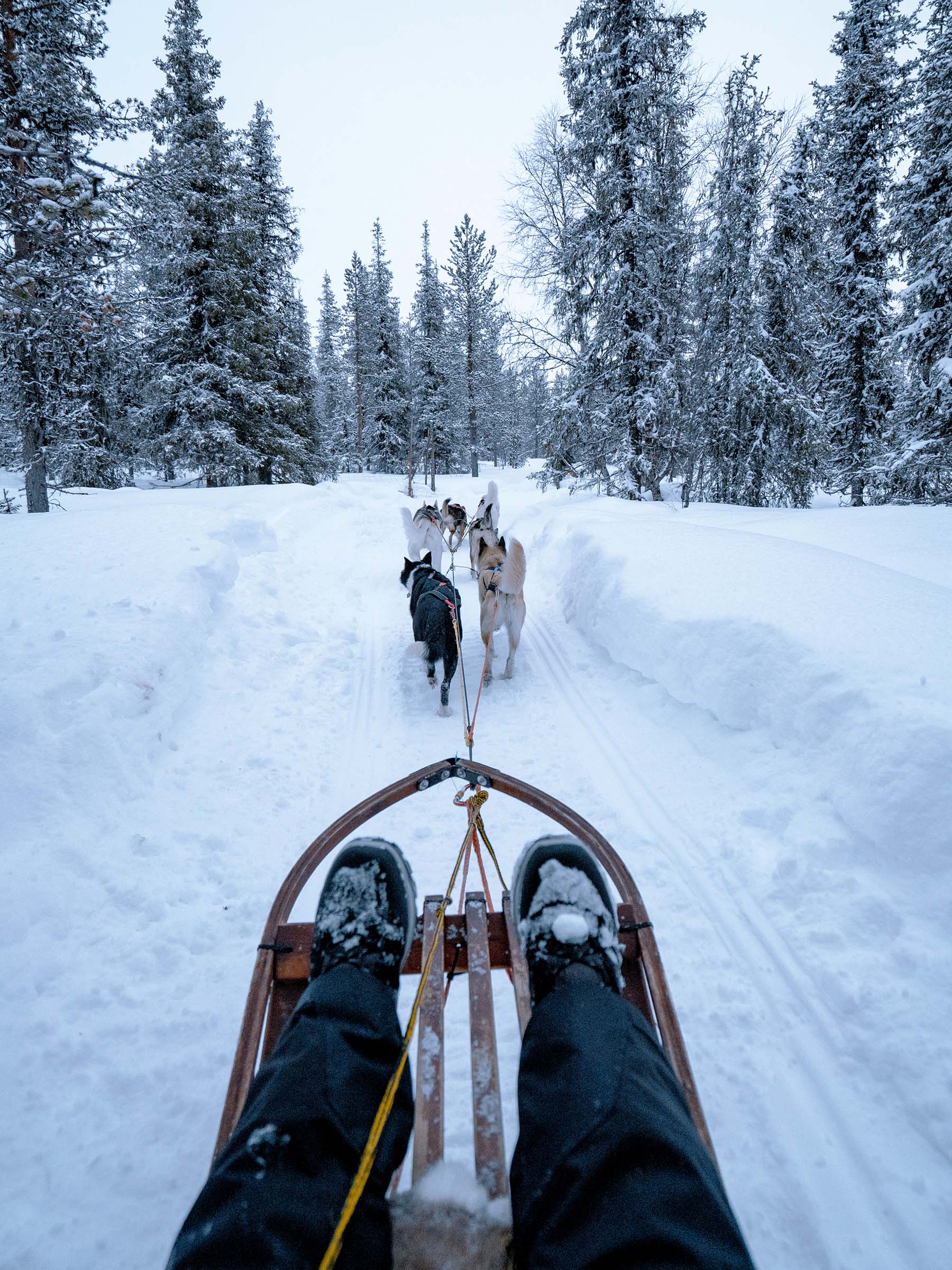 Husky rides and farm visits offered in Rovaniemi
