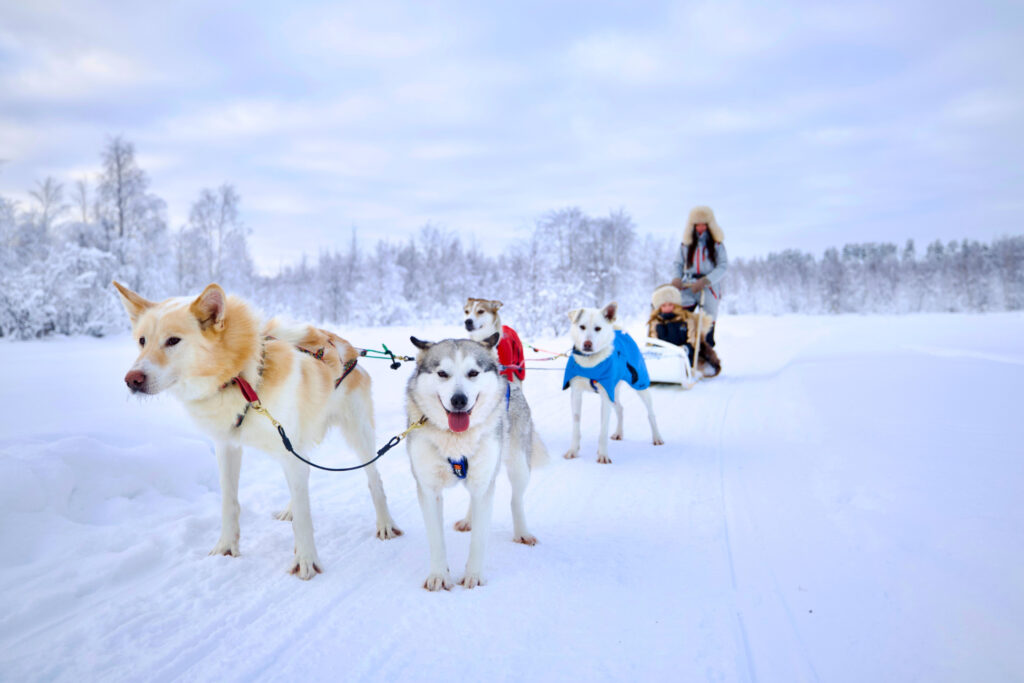 Life at the Husky Kennel – Where the Pack Comes First