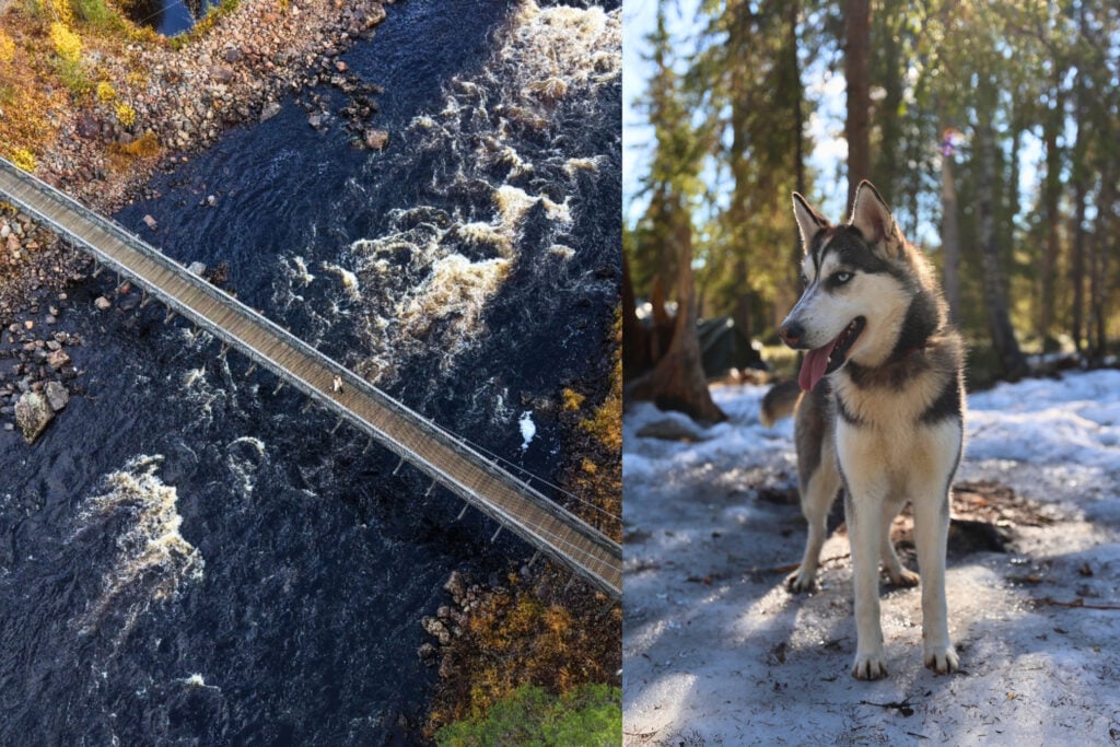 Husky Walk & Campfire at Vikaköngäs – A Different Kind of Arctic Moment
